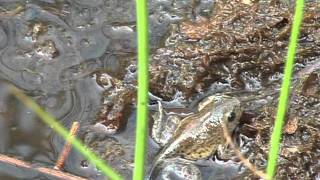 Reddingsplan Knoflookpad Pelobates Fuscus