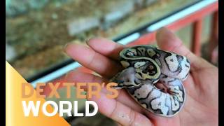 AFTER 4 MONTHS OF WAITING… OUR FIRST BABY BALL PYTHON HAS FINALLY HATCHED!