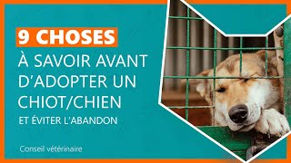 9 Choses À Savoir Avant Dadopter Un Chiot