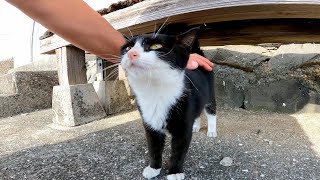 ベンチの下に寝ていた子猫、近づいてみたらモフられに起きてきた