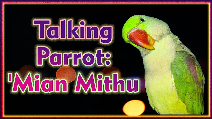 Mithu Says ‘Mummy’ So Sweetly! 😍 #WonderParrots #TalkingParrot #CutePets
