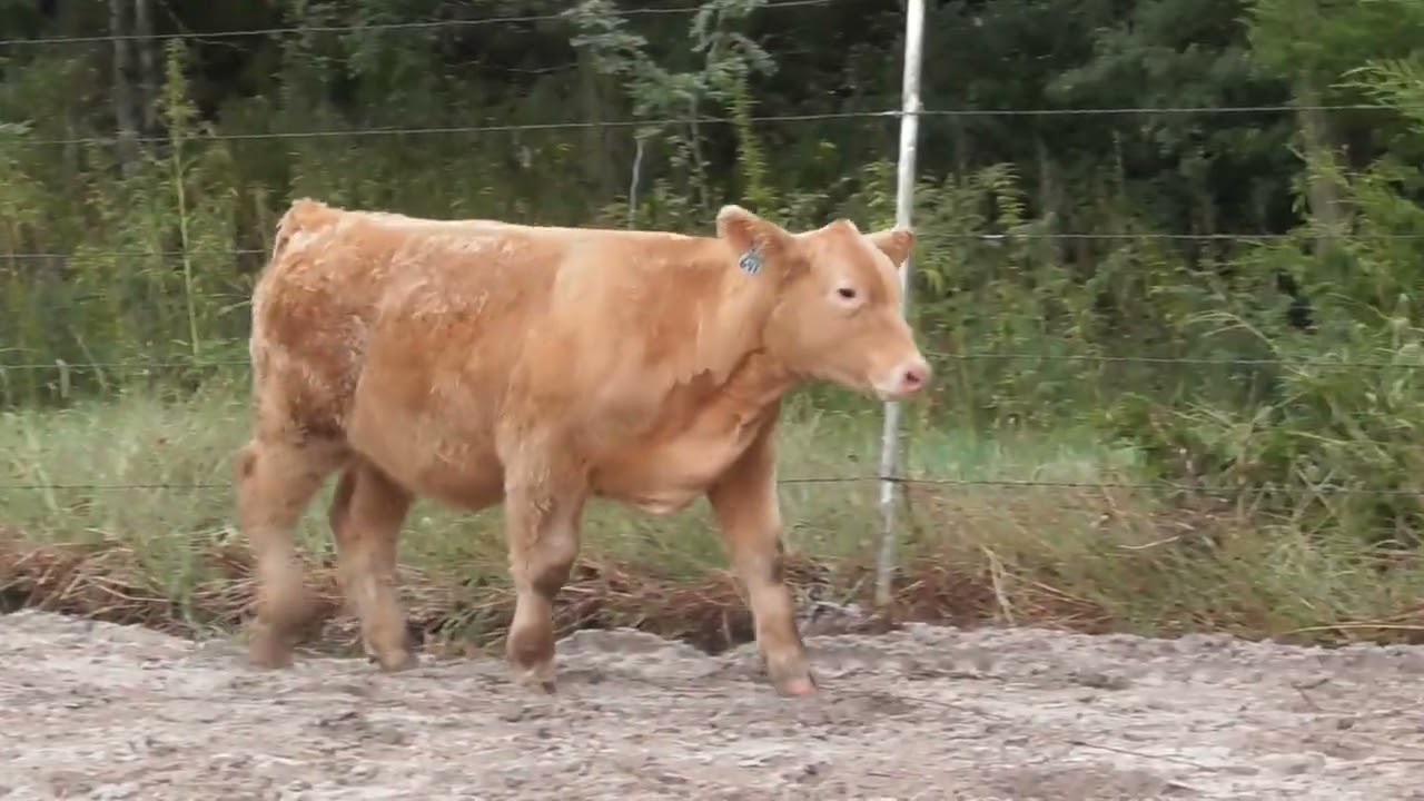 West Fork Ranch - Lot 1