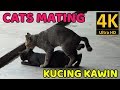 Cats Mating