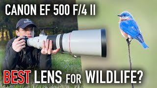 Testing the $9,000 Canon EF 500 f/4 ii Lens for Wildlife Photography
