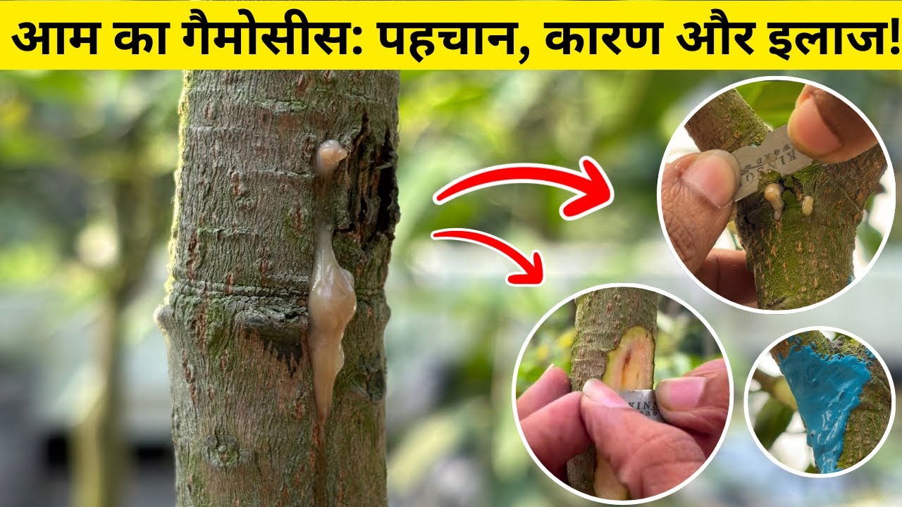 Mango Gummosis Treatment: गैमोसीस से आम के पेड़ को कैसे बचाएं?