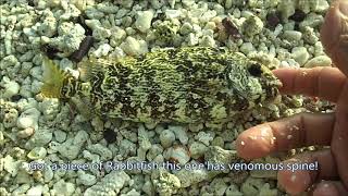 CAST NET FISHING AT ENEMANIT ISLAND THE PARADISE ISLAND IN MAJURO MH [ep2] with HERSON JUDES