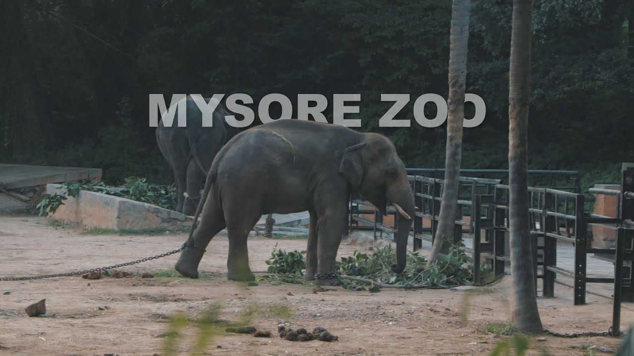 mysore zoo tour