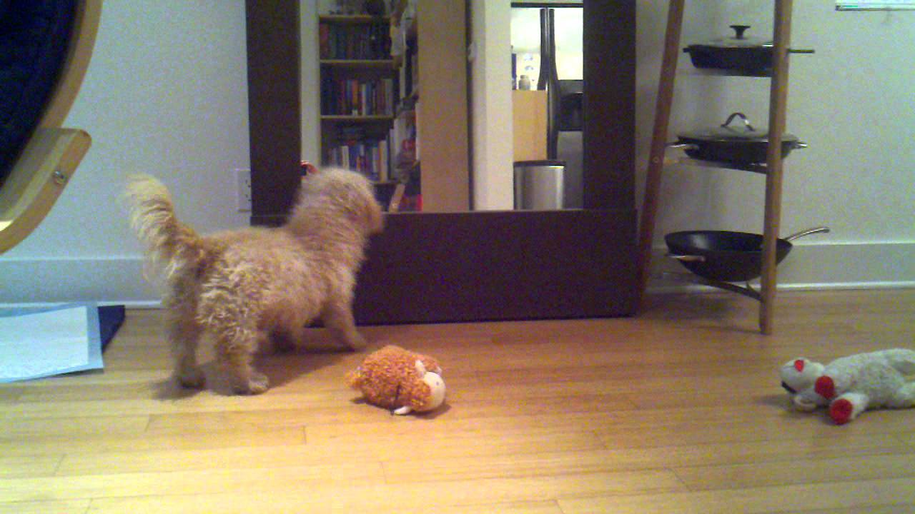 Waffle doggie YouTube