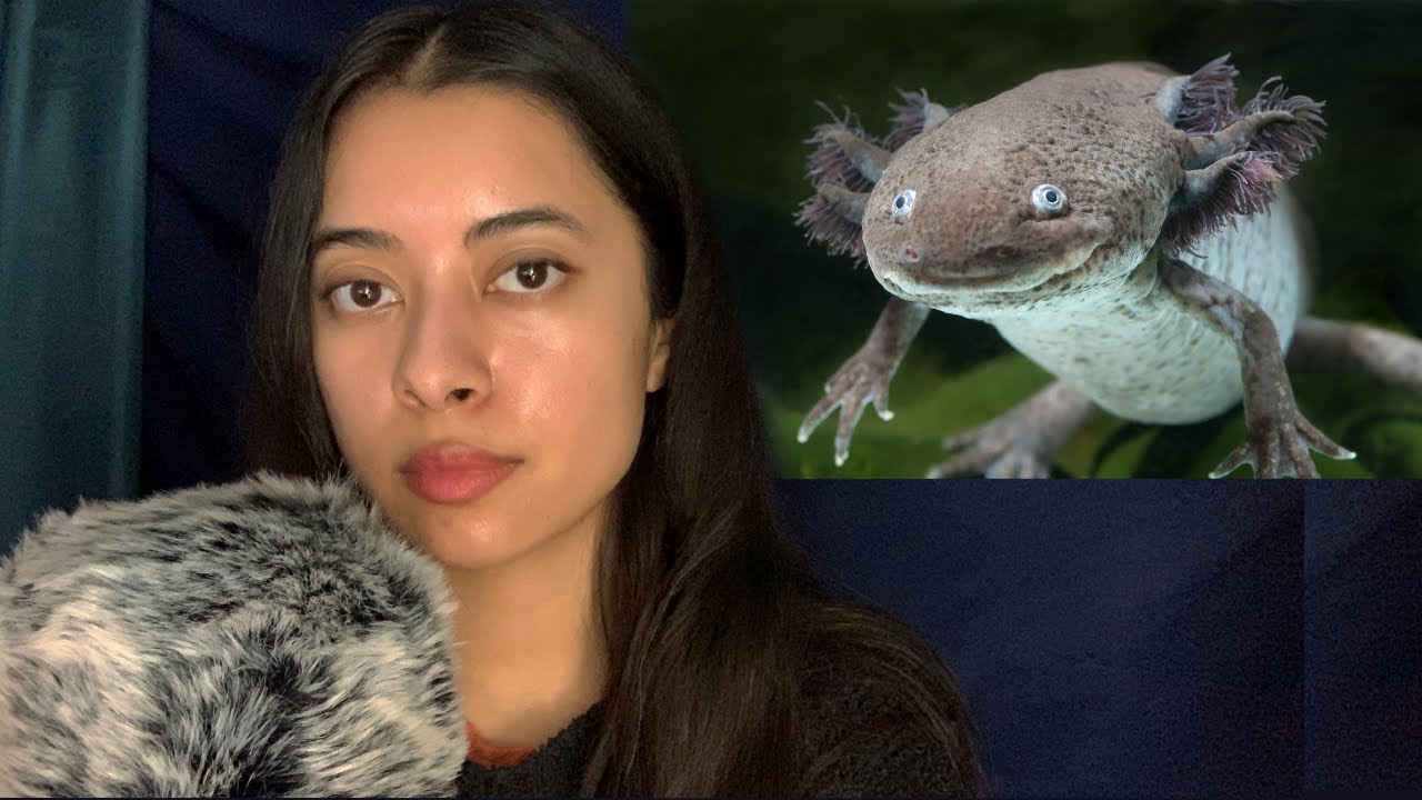 ASMR disturbing animal facts #2