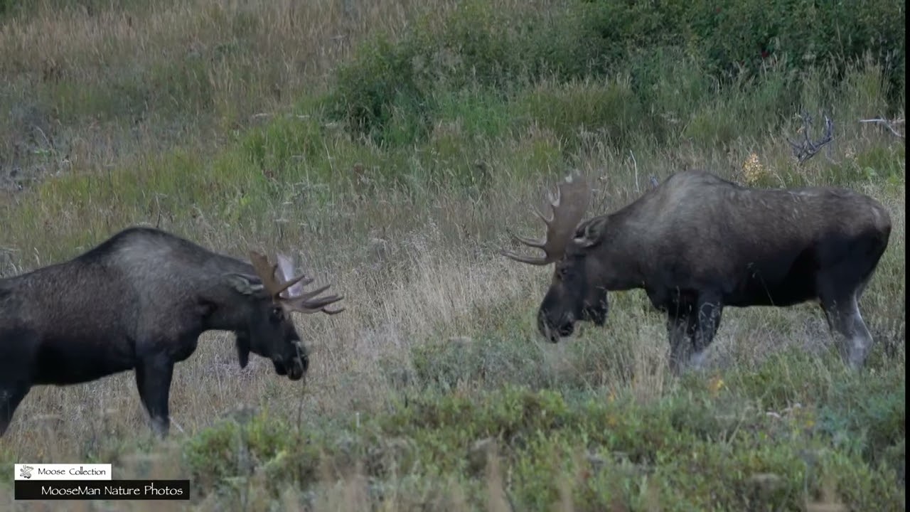 Two Giant Bull Moose, They Have to Be Father and Son 