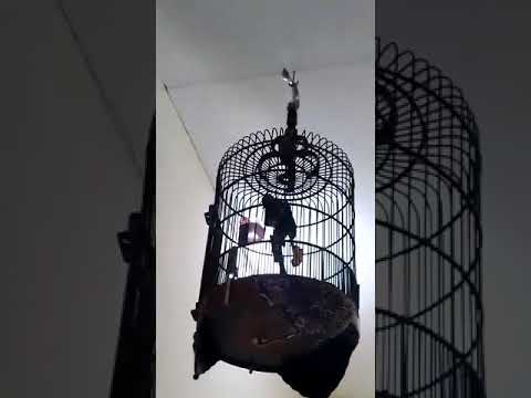 Burung P Boto Youtube