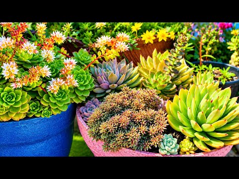 Over 28 succulents that can't handle long periods of rain in my garden
