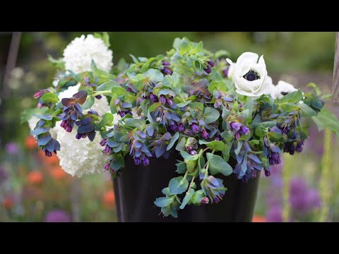 Video: Kweek Cerinthe-plante - Inligting oor Cerinthe-plantversorging