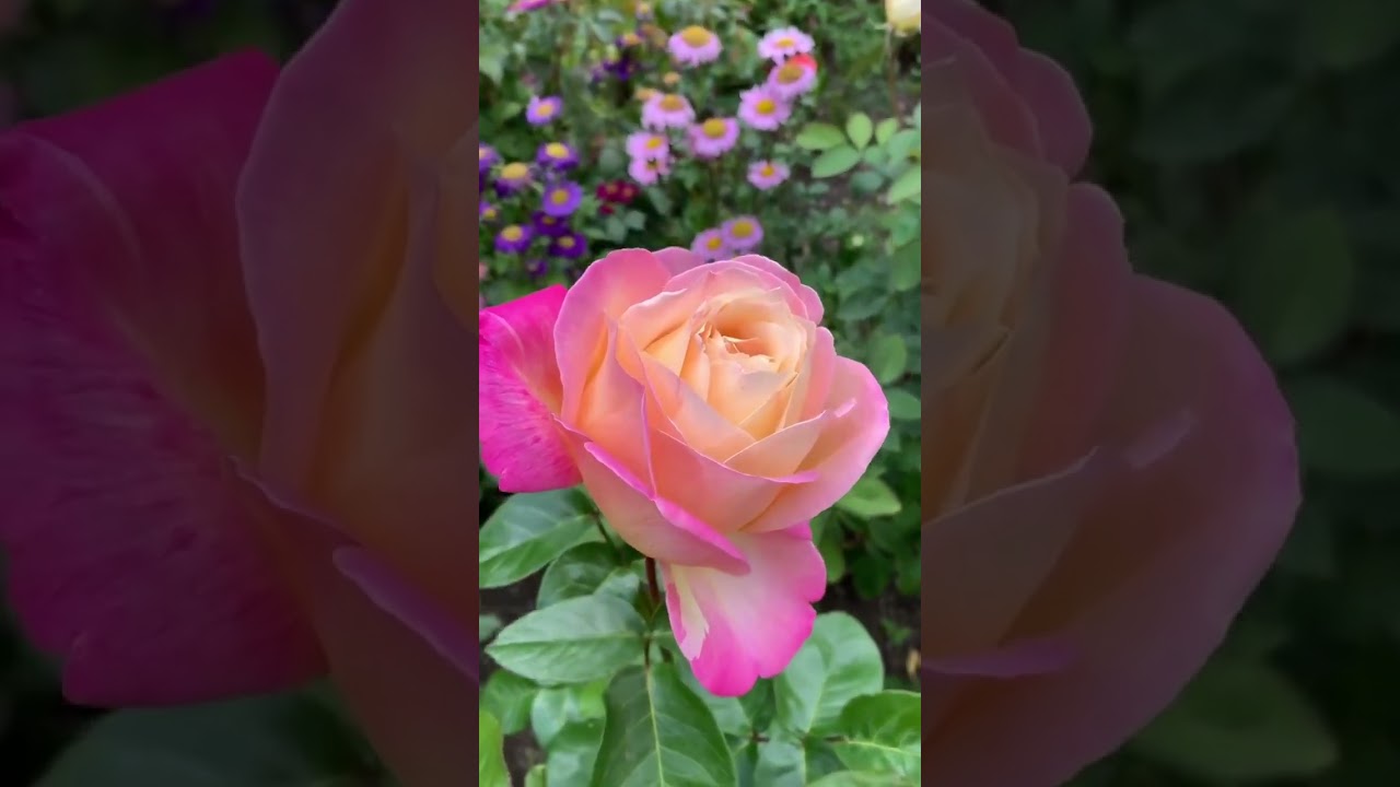 #рекомендации