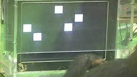 Chimp Ayumu touching numbers 1-9 smart!