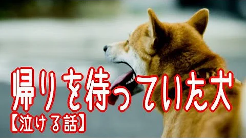 犬感動はなし