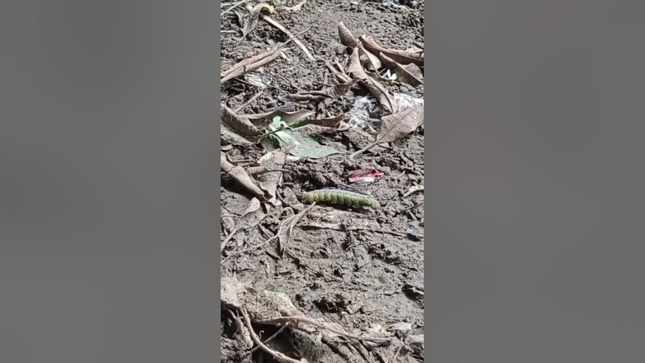 Big Worm😱 YouTube