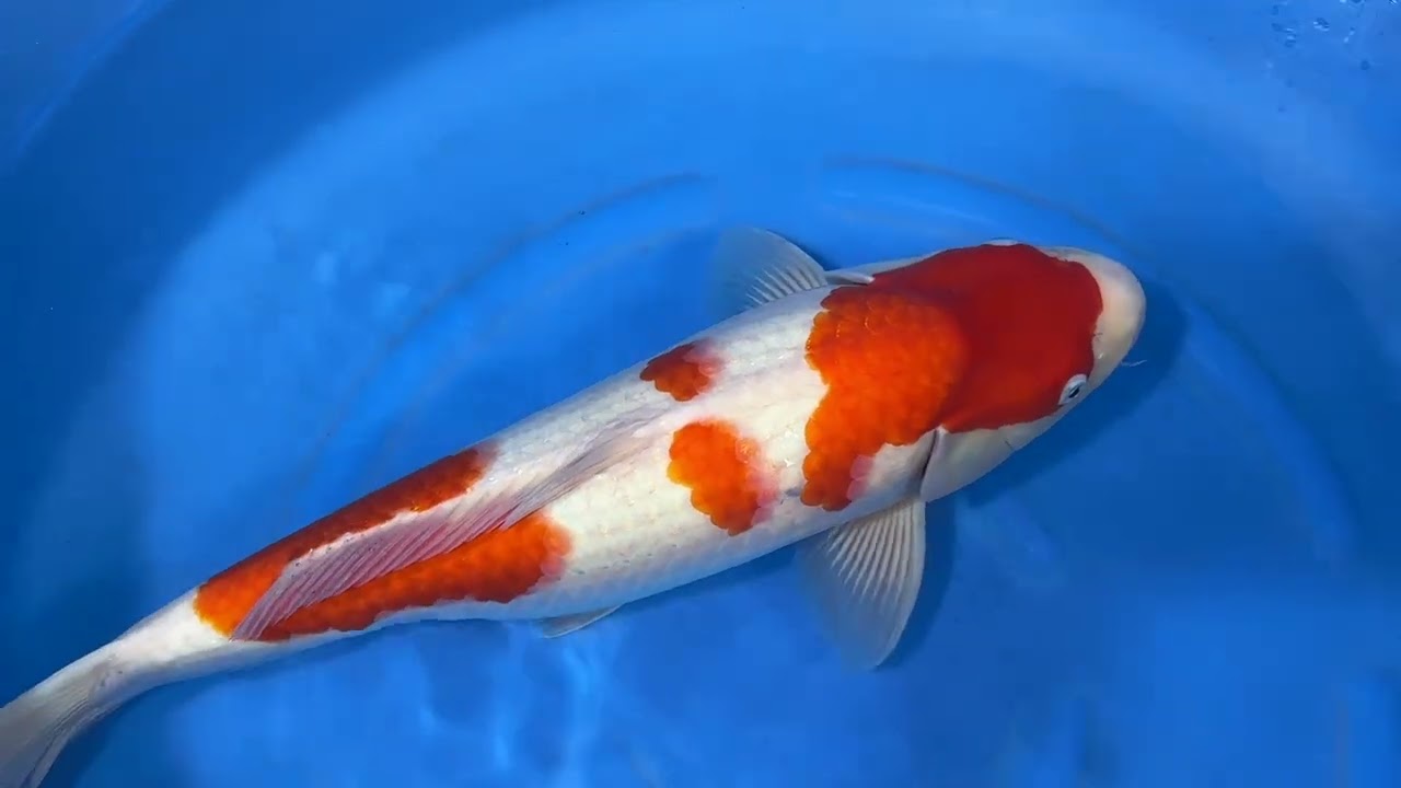 Kohaku - koi #y0504t038 - Dainichi Koi Farm