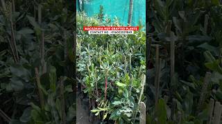 Macadamia Nut Grafted Plants Grafted Macadamia Nut Plants Nursery