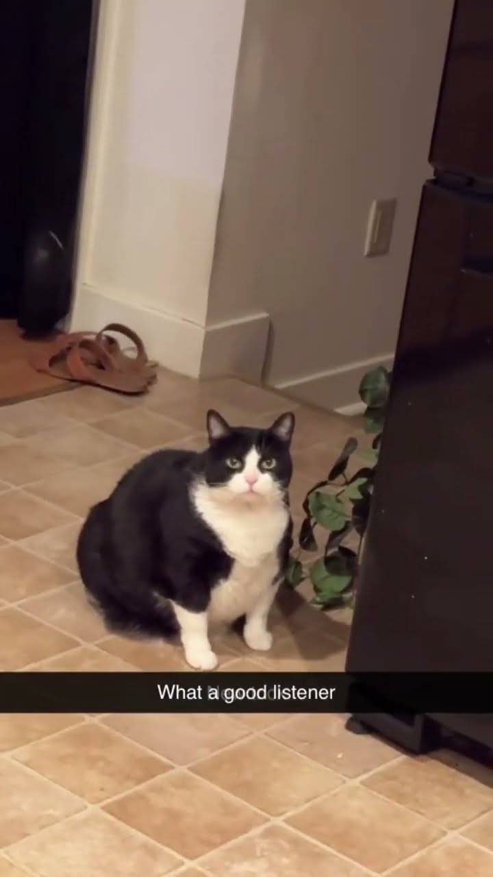 Bro is actually a good listener like good kitty