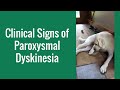 Clinical signs of paroxysmal dyskinesia in a dog   merck veterinary manual