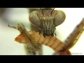 Mega Mantis L7 Eats Meal Worm