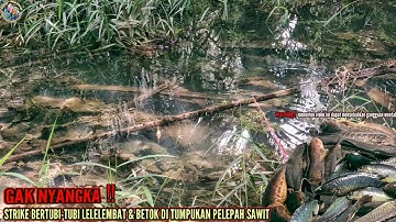 GAK NYANGKA‼️NEMU SPOT LELE/LEMBAT DAN BETOK DI LAHAN SENGKETA@pemancingsungaiseruyan594