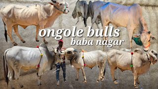 bade janwar for sale in baba nagar | ongole bull's available in Hyderabad | peeli ghaans ke rolls