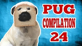 Pug Compilation 24  Funny Dogs but only Pug Videos | Instapugs