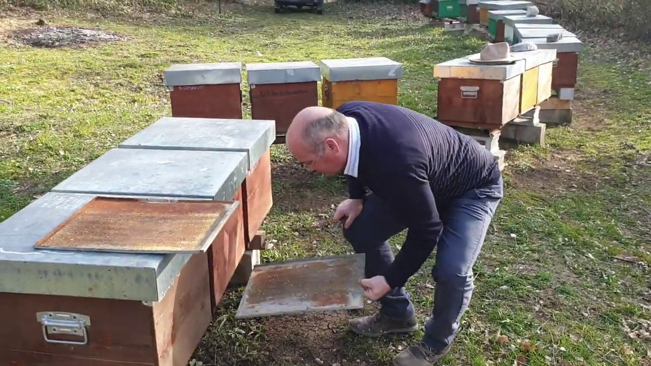 La varroa: una bestiolina dannosa da conoscere, monitorare, controllare