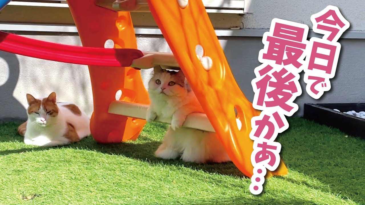 Today is the last day I can play in my favorite garden [Cat