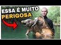 5 Tartarugas Mais Letais e Perigosas do Mundo