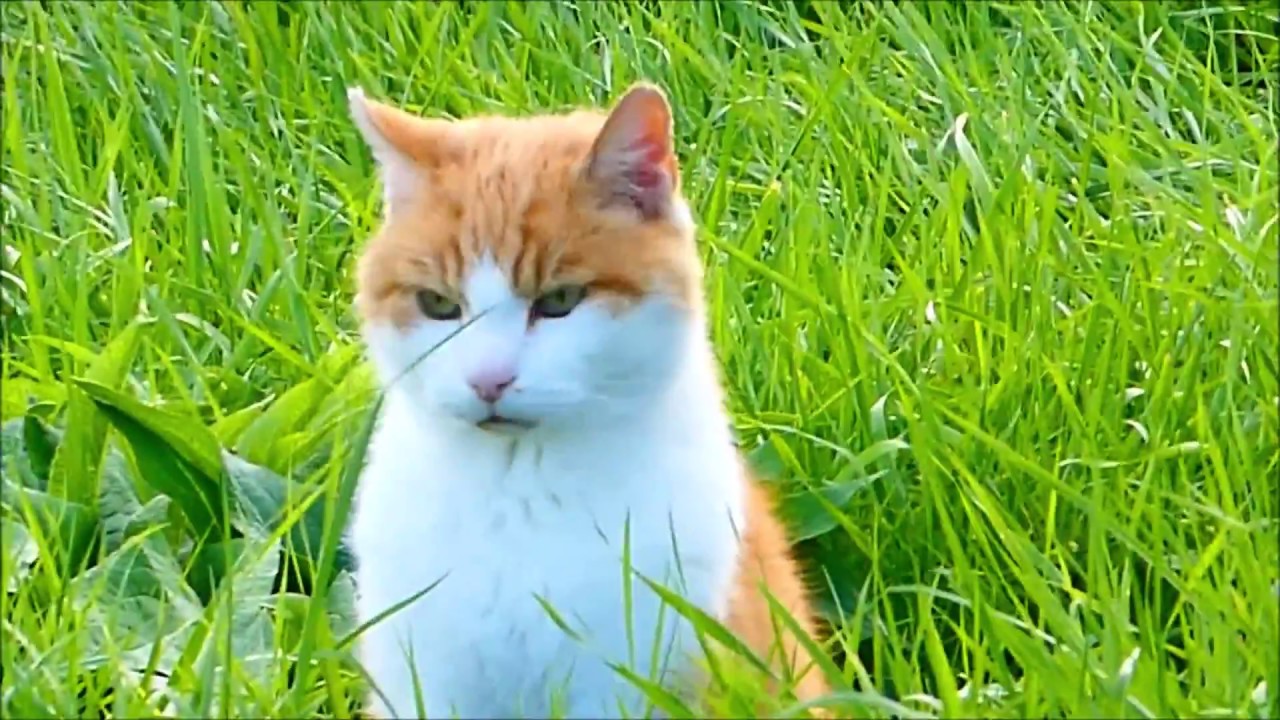 Süße Katze im Wind! Cute cat in the wind! YouTube