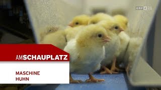 Maschine Huhn | Am Schauplatz