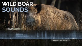 Wild Boar Sounds & Calls - The grunts, growls, screams & squeals of wild pigs in a forest