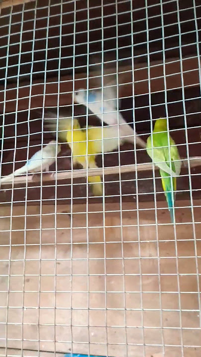 Bhaggis parrot #lovebirds 🦜🦜🦜🦜🦜🦜 parrots 🦜🦜🦜🦜🦜🦜🦜🦜🦜