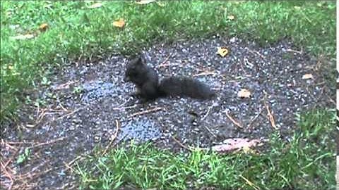 Audio Visual Catnip- October 2014