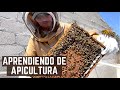 COMO SE PRODUCE LA MIEL DE ABEJA