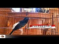 Suara Murai Batu Nembak Kasar Suara Burung Murai Batu Untuk Memancing Mp3 - Mp4 Download