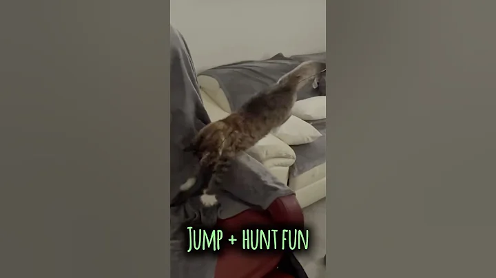 Video 11732981: mainecoon catlover funnycats, mainecoon cat funnycat, maine coon fun, maine coon playing