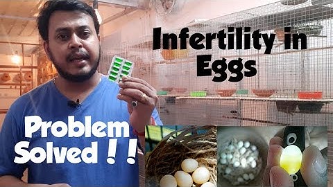 Infertile Eggs??? Solve your problem!! Know before you start bird breeding. #birdsbreedingtips