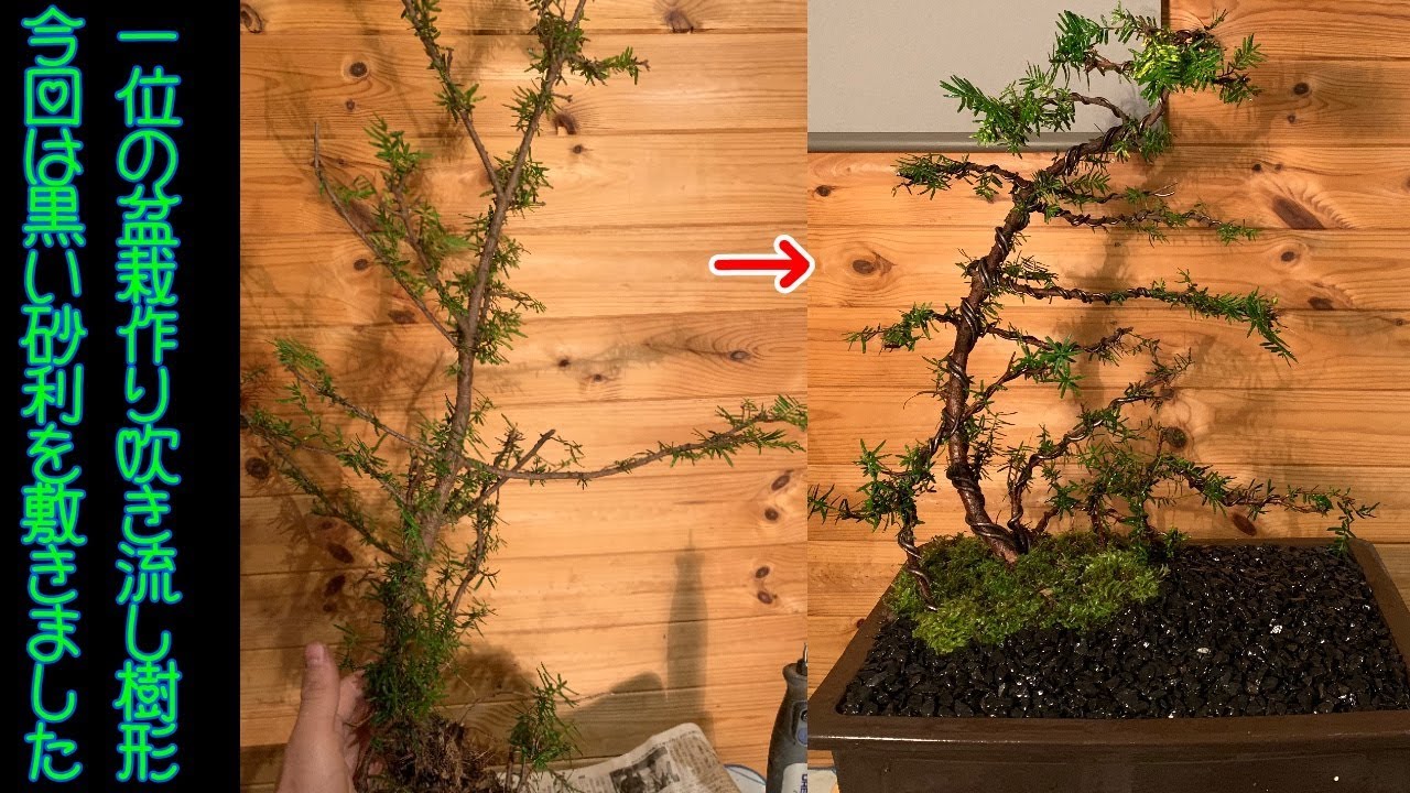 イチイ 小品盆栽 極太のいい木です 一位（いちい）│盆栽、盆栽