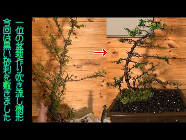 Making a Japanese yew bonsai! I laid black gravel and made it look