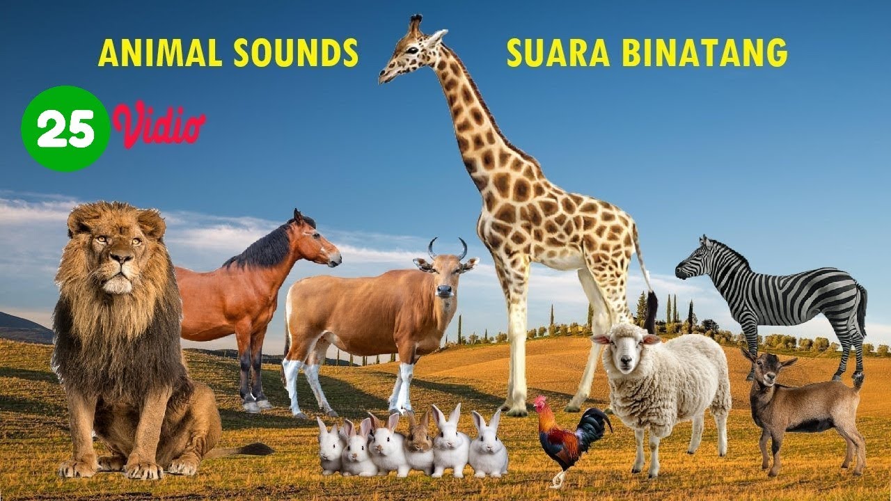 SUARA BINATANG. ANIMAL SOUNDS (25 AMAZING ANIMALS) - YouTube