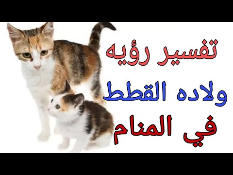 تفسير رؤيه حلم ولاده القطط ومامعني قطه تلد في المنام