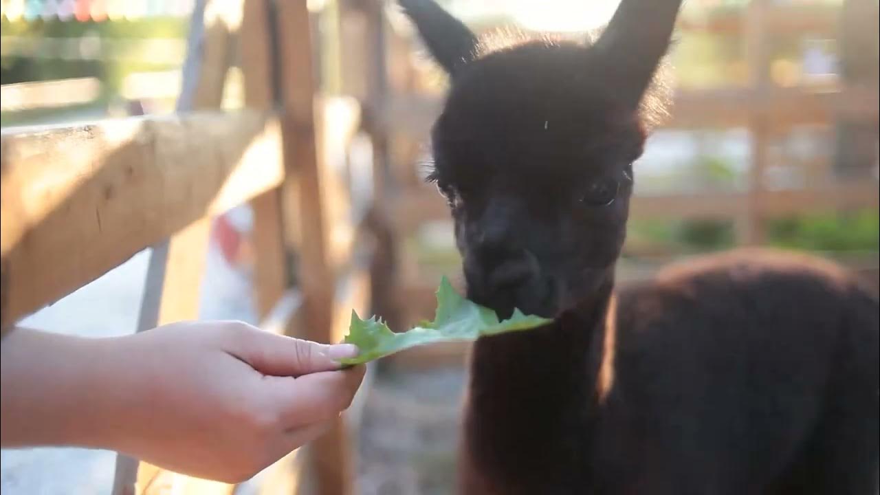 Қызыл шашты томпақпен жақсы секс Анальды секс кезінде әйелдің шашырағанын қараңыз