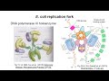 DNA Replication 1 The Replication Process DNA Replication 1 The Replication Process