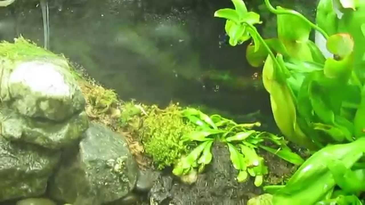 Rain system in my terrarium/ работа дождевальной установки в террариуме