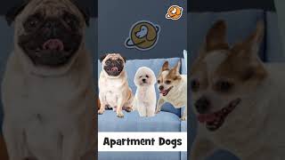 Best Apartment Dogs |Dogs for Apartments |Apartment Friendly Dogs |Dogs you can keep in an Apartment
