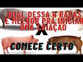 Quais as  MELHORES raças de PORCO (suínos) para começar uma criação.